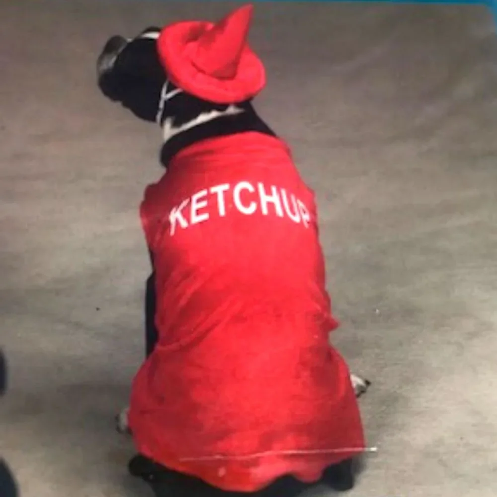 Casual Canine ** doggie